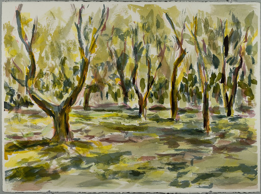 Mango Orchard